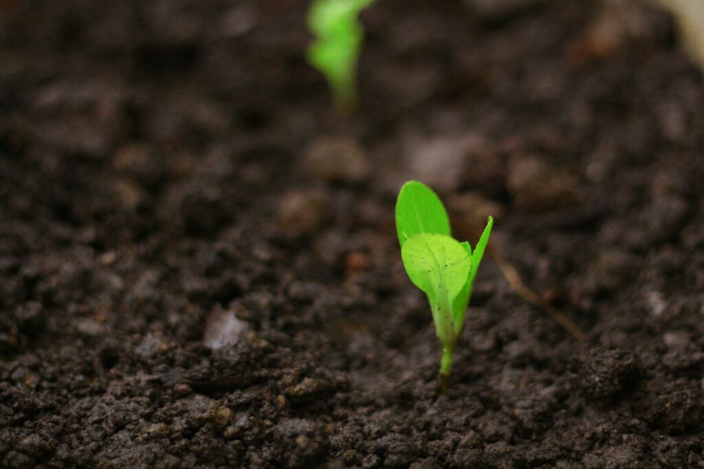 a close up of a small green plant in dirt